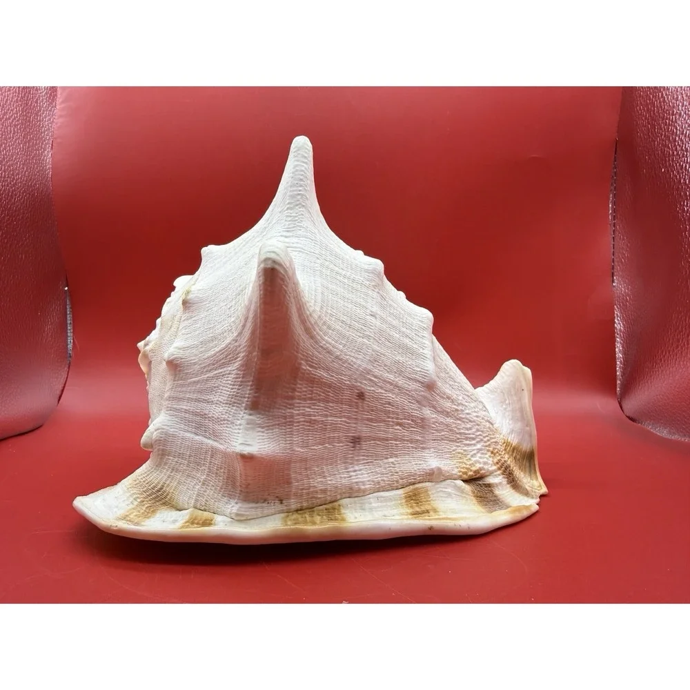 Seashell Cassis Cornuta Queen Horned Helmet Shell~ Large  9